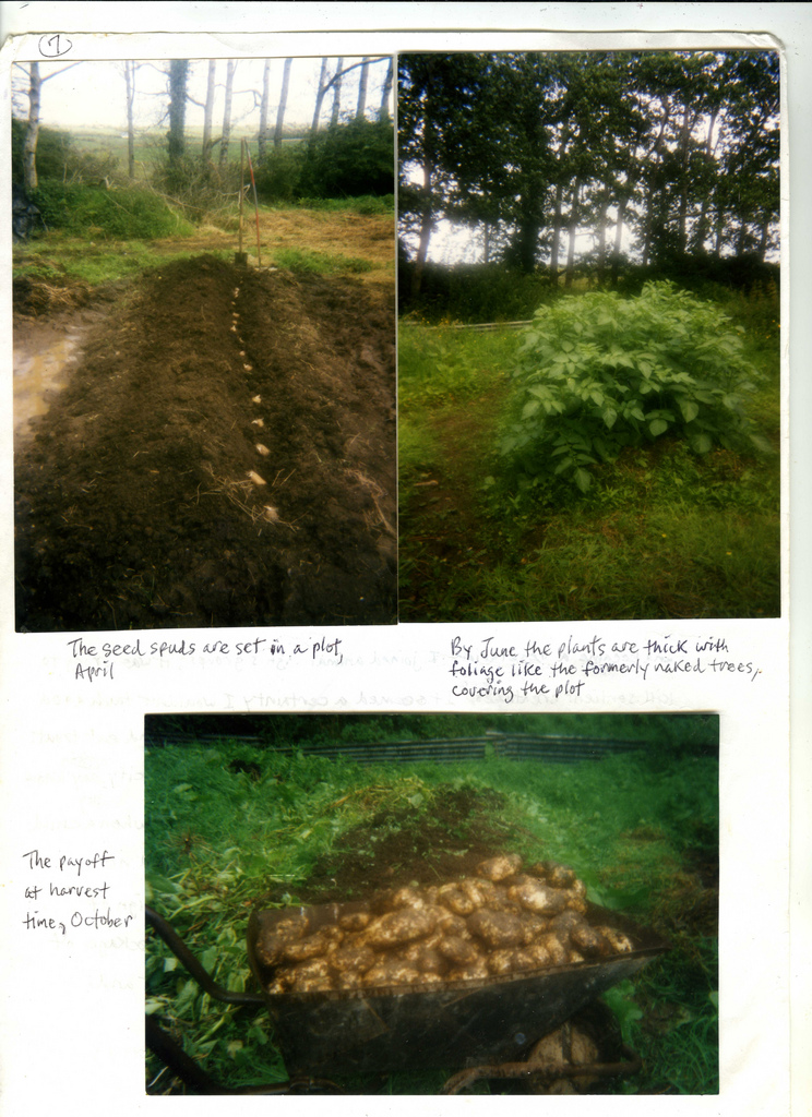 D.L. Vanini's potato planting